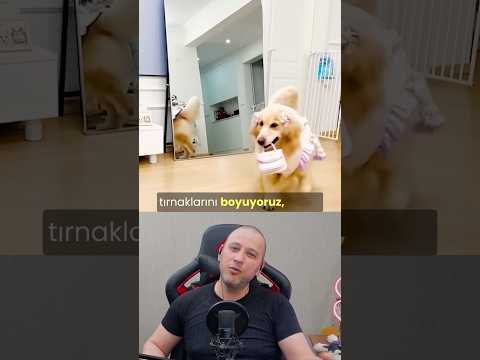 Nasıl Bir Dönem? #köpekadam #köpek #köpekler #dogs #köpekvideoları #köpekkıyafeti #köpeksevgisi #dog