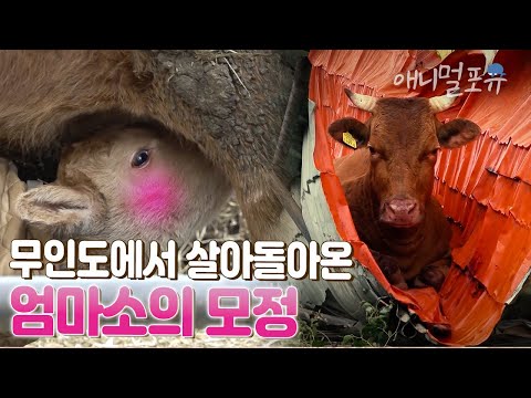 무인도에 암소가 갇혔는데 새끼 보러 50km를 헤엄쳐 돌아온 사연 I KBS 굿모닝 대한민국 210115 방송