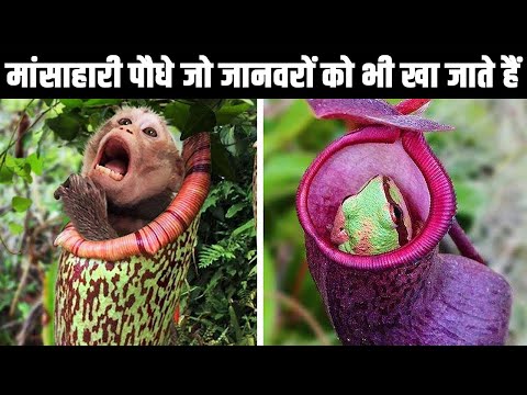 मांसाहारी पौधे जो जानवरों को भी खा जाते हैं| 10 Carnivorous Plants That Eat Animals