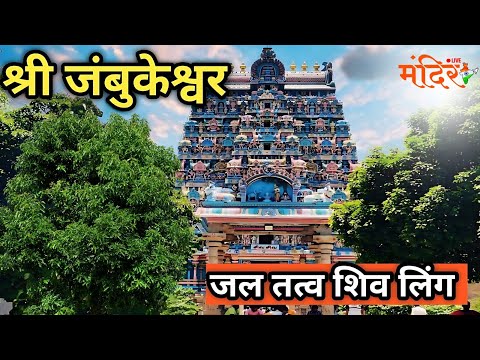 Jal Tatvaling | Jambukeshwar | Panchtatva ling | जंबुकेश्वर  | जल तत्वलिंग @MandirliveIndia #facts