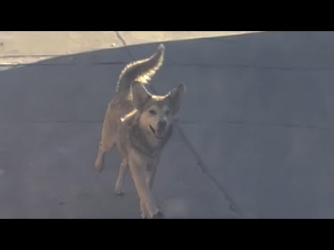 Un perro persigue una furgoneta hasta que se detiene