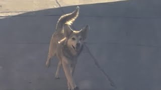 Un perro persigue una furgoneta hasta que se detiene