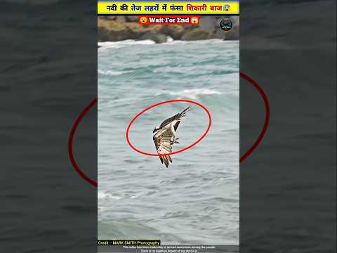 बाज को मछली का शिकार करना भारी पड़ा 😰🦅