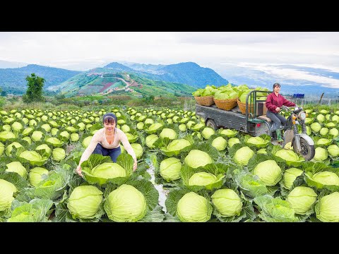 Use 3-Wheeled Truck To Harvesting Cabbage Goes To Countryside Market Sell. Free Bushcraft