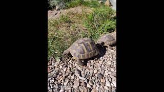 Schildkrötenland Oberpfalz 2021  griechische Landschildkröten bei ganzjähriger Freilandhaltung