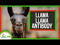 Understanding Antibodies and Llama Research