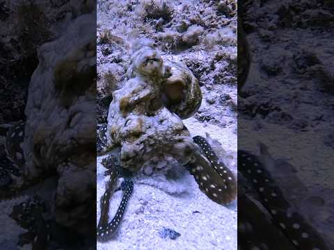 Octopus cleaning House  #viral #trending #octopus #octopuses #marinelife #octopi