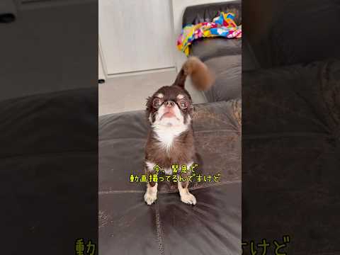 なんて気の強い女なんだ!! #チワワ #犬のいる生活 #犬の気持ち #かわいい犬 #多頭飼い