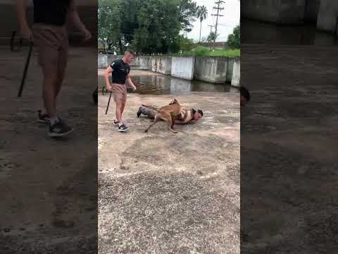 Treinamento Cão Policial Max | Adestramento de Cães #adestramento #adestradordecães