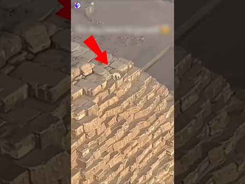 A Dog Climbed The Pyramid 🤯 #shorts