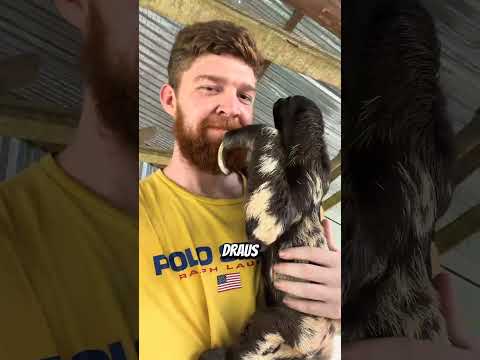 Dieses Tier könnte ich selbst sein 😂 #viral #viralvideo #funny #animals