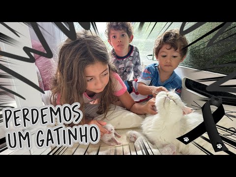 Nosso Gatinho MORREU: Um Momento de Despedida