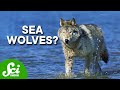 Understanding Apex Predators and Ecosystems