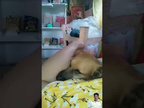 #dog #doglover #funny #pets #puppy #cutedog #viralvideo #shorts