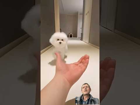 Dog lovers dog cute asmr #dog #pets #puppy #dogs #doglover #funny #cute #nature #shorts #short