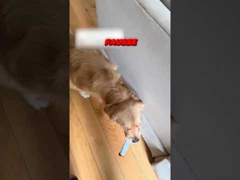 Ces Chiens Ne Lâchent Plus Leurs Jouets Cigarettes !🐶🚬