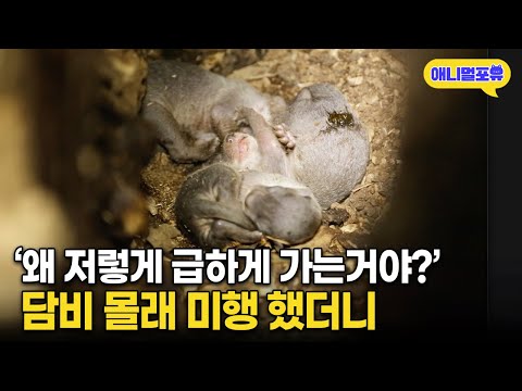 급하게 달려가던 담비 수상해 몰래 뒤따라가 보니.. | KBS 파노라마 130614 방송