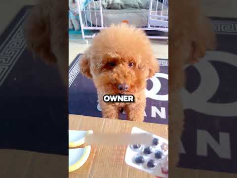Puppy Didn't Want Money! 🥺
