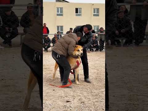 Danger Dog Fight ⚠️🐕‍🦺  #fight #dogaggression #shorts