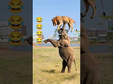 American Pets Doing the Funniest Things Ever 🐾😂.... #bablujoksy #funnyanimals #shorts
