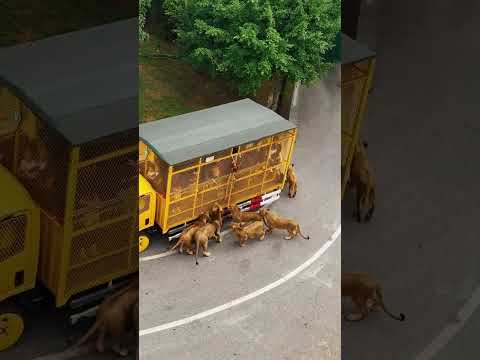 The express has arrived. Let’s see which one is more violent. Fantastic animals are on