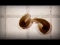 Understanding Bioelectricity and Morphogenetic Code