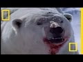 Arctic Fox Survival Quiz