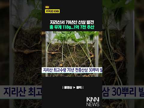 지리산 최고수령 70년 천종산삼 30뿌리 발견 / KNN