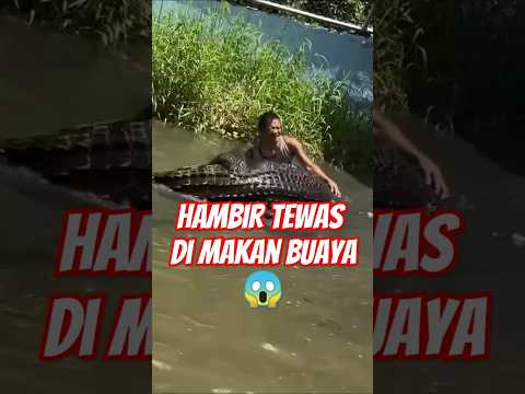 Detik-Detik Mengerikan! Buaya Hapir Telan Manusia #shortshewan #animals #Buaya #Crocodile #wildlife