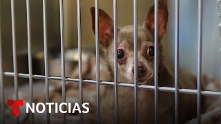 Mascotas sufren consecuencias de las deportaciones de sus dueños inmigrantes y terminan abandonadas