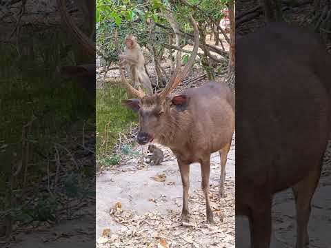 Alway Harmony Play #trump #animallover #cristianoronaldo #survival #challenge #24-hour #deer #harris