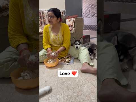 Husky puppy cutest moments #husky #reviewreloaded #dog #shorts #paonkijutti #newsong