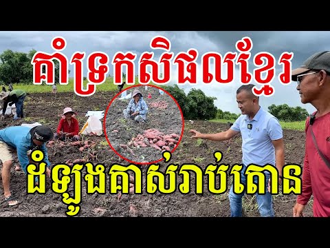 គាំទ្រកសិផលខ្មែរ​យេីង ដំឡូងគាស់រាប់តោន​ មេីមថ្លោសៗល្អណាស់