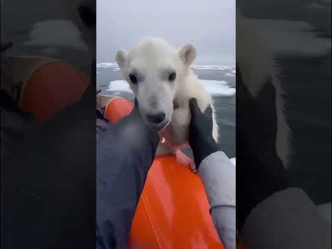 Polar Bear Cub Screaming on a Tiny Ice Floe… The Ending Will Make You Cry 🥺🐻❄️#polarbear #rescue