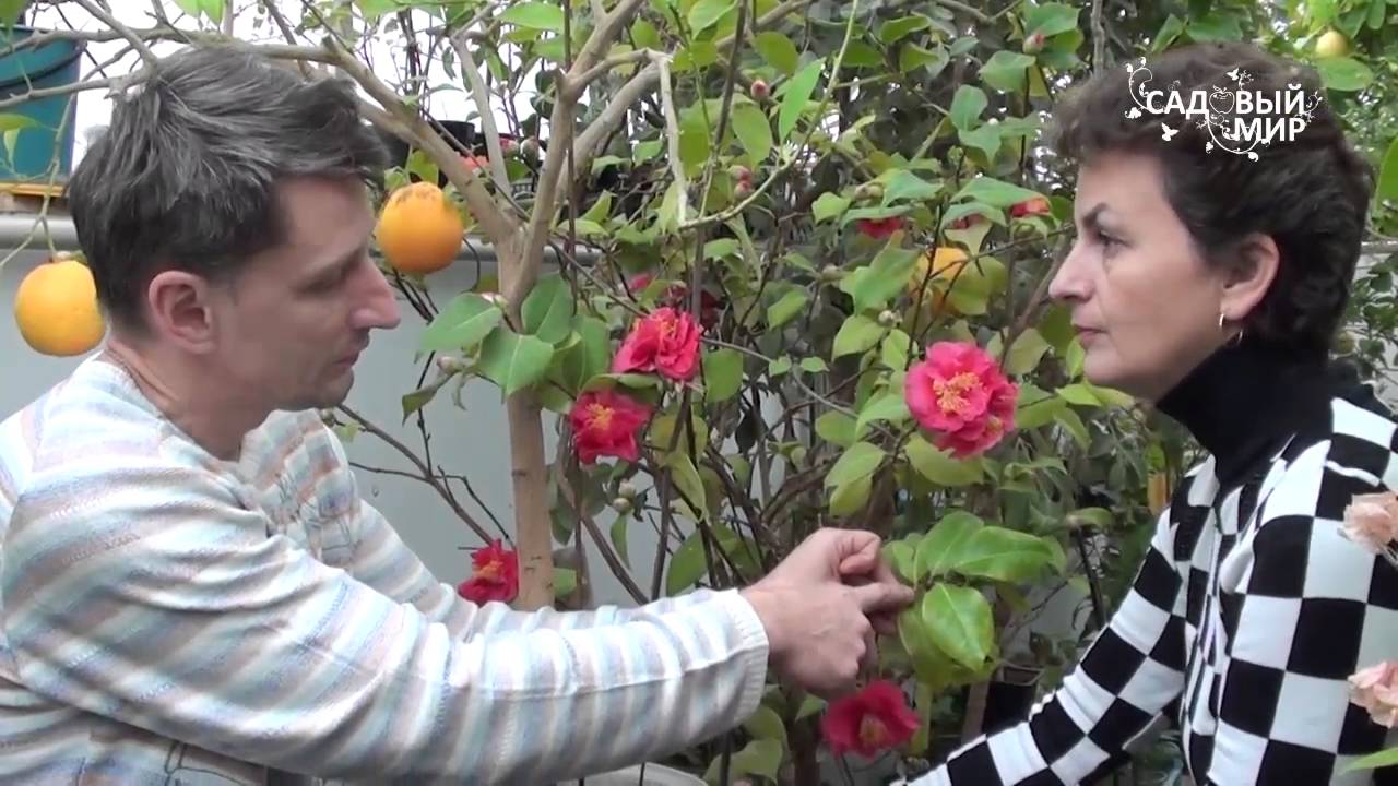 Как вырастить камелию дома