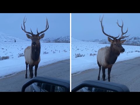 Angry bull elk pops tire with his horns #Shorts