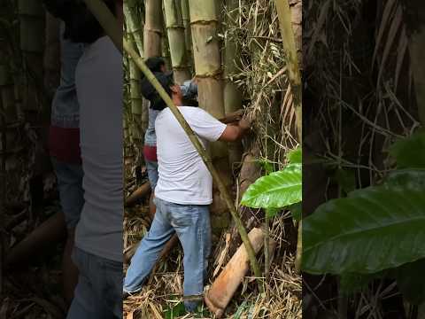 Jangan sembrono cari bambu layangan