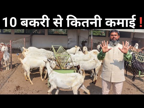 10 बकरी से 1 साल में कितनी कमाई | 10 bakri se kitni kamai hoti hai | Goat Farming