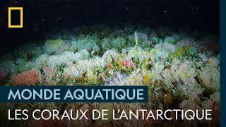 Les surprises du fond de l'océan en Antarctique