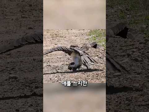 독수리를 만난 새끼 멧돼지