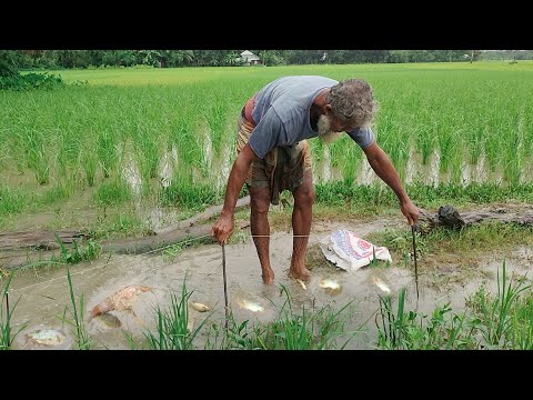 কারেন্ট জাল দিয়ে গ্রামের বিলে অপূর্ব দৃশ্যর মাঝে মাছ ধরা। কৈ ও শিং মাছ ধরা। Mach dhora video bangla