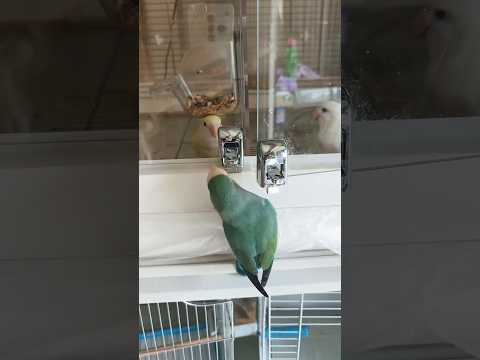 The cage door was practically useless to this parrot. #birds #parrot #parrots #cute #pets #shorts