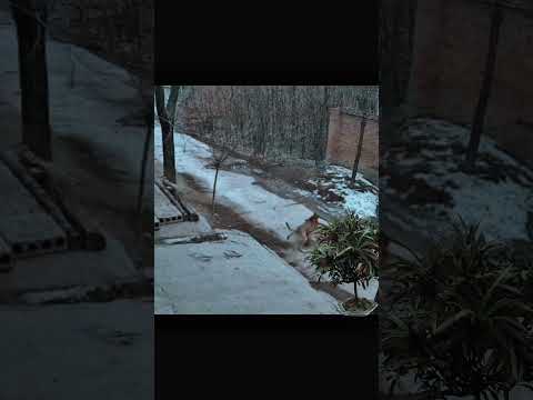#animals #omg #dog #shortvideo #pets
