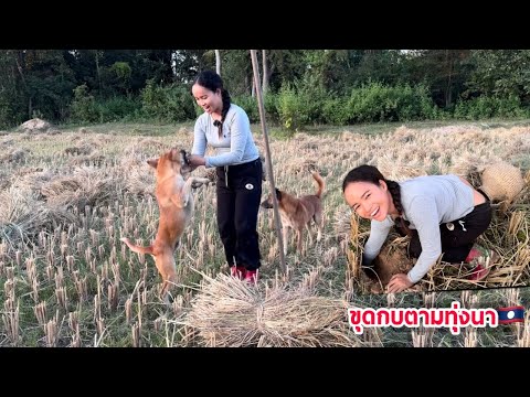 ขุดกบขุดเขียดหลังขึ้นจากเกี่ยวข้าวAfterriceharvestingdigging