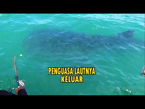 KAGET !! Penguasa ikan laut nya keluar,bikin ikan pada kabur