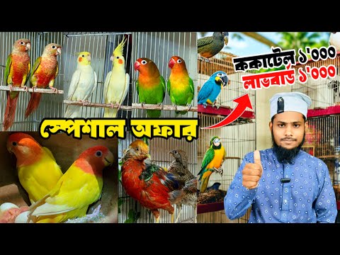 ২৪ ঘন্টার স্টক ক্লিয়ার অফা'র | চন্দনা, ককাটেল, কনুর ও লাভবার্ড পাখি সহ প্রতিটি পাখিতে চলবে 4 Feb 25