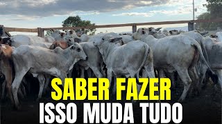 Quanto Posso Gastar na Recria e ter Lucro?