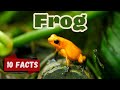 Frog Biology and Ecology Concepts