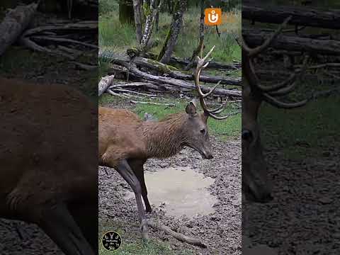 Stag Marks Territory Aggressively at the Wallow! Caught by iCU CLOM 😠