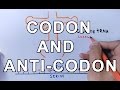 Codons and Anticodons in Translation